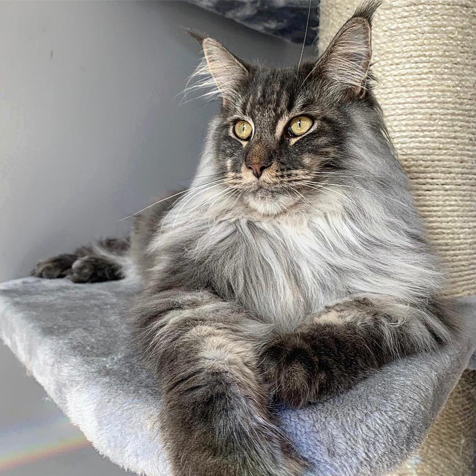 Our Kittens | Maine Coon Kittens For Sale | Maine Coon Breeders UK
